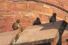 Aper på Agra Fort